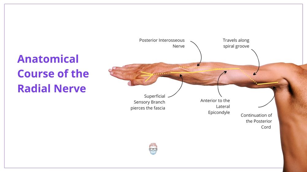 Image Result For Radial Tunnel Radial Nerve Hand Anat Vrogue Co