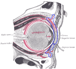 Septum orbital