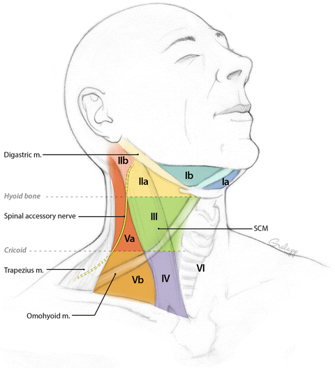 lymph nodes locations on back of head