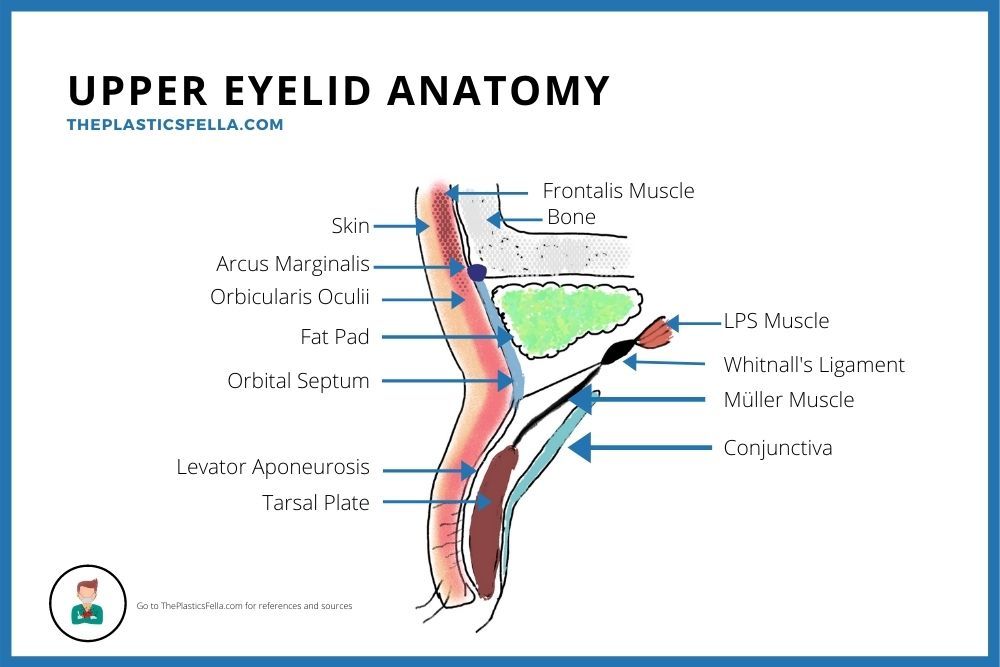 Upper Eyelid Anatomy