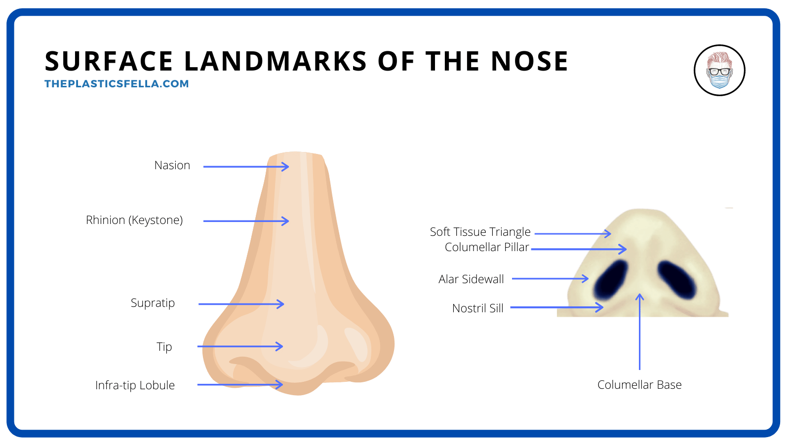 parts of the nose septum