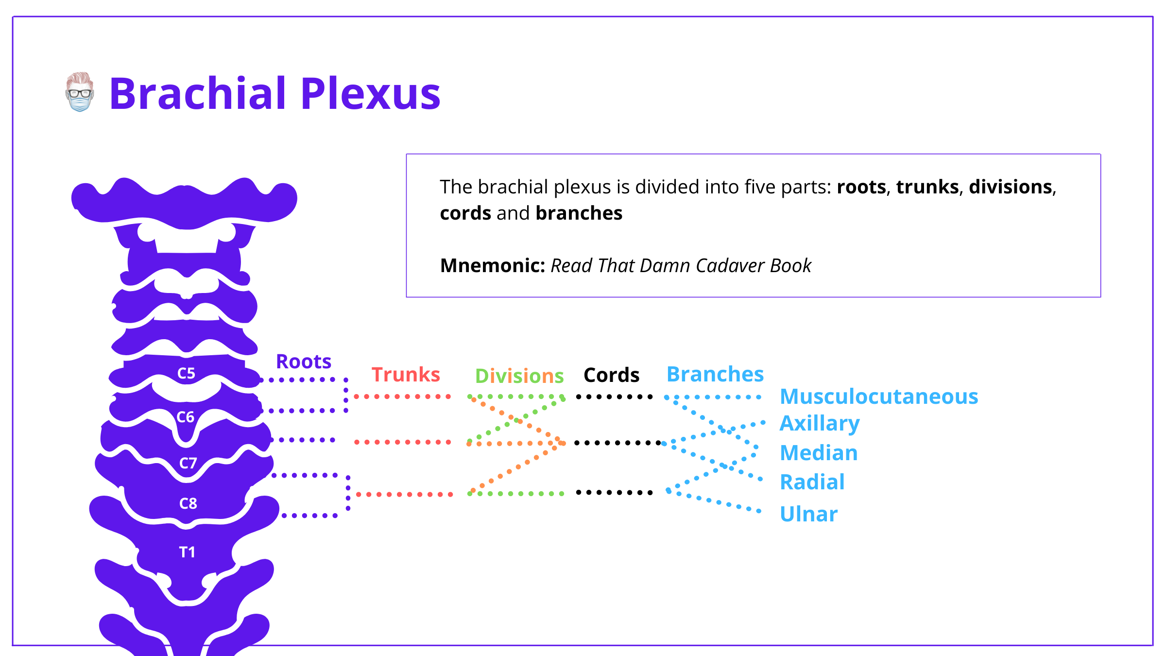 Brachial Plexus Anatomy: Roots, Trunks, Divisions, Cords & Branches