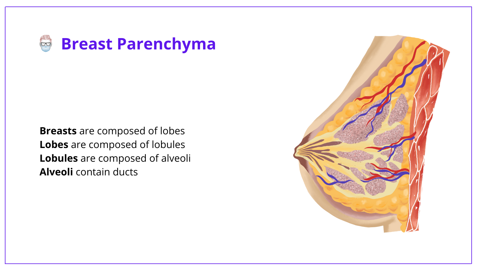 Breast, Lactating - Gross Anatomy Flashcards