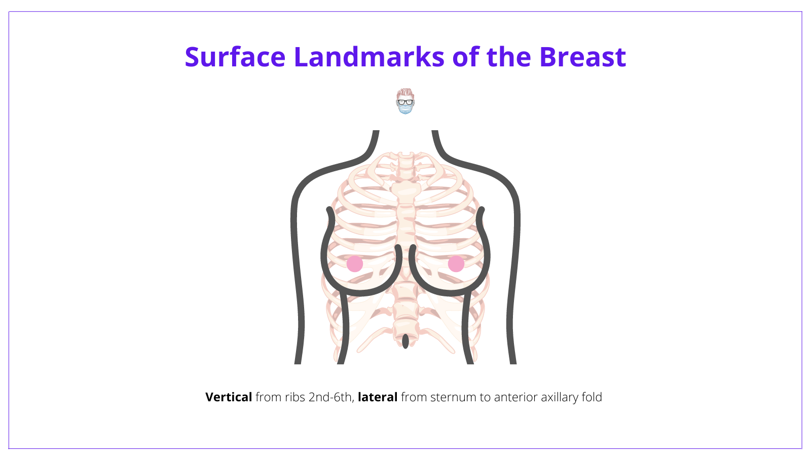 Human Anatomy of Female Breast - SuperStock