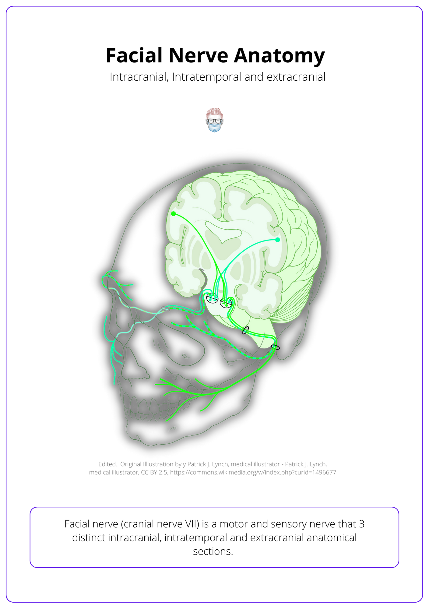 facial nerve intracranial course