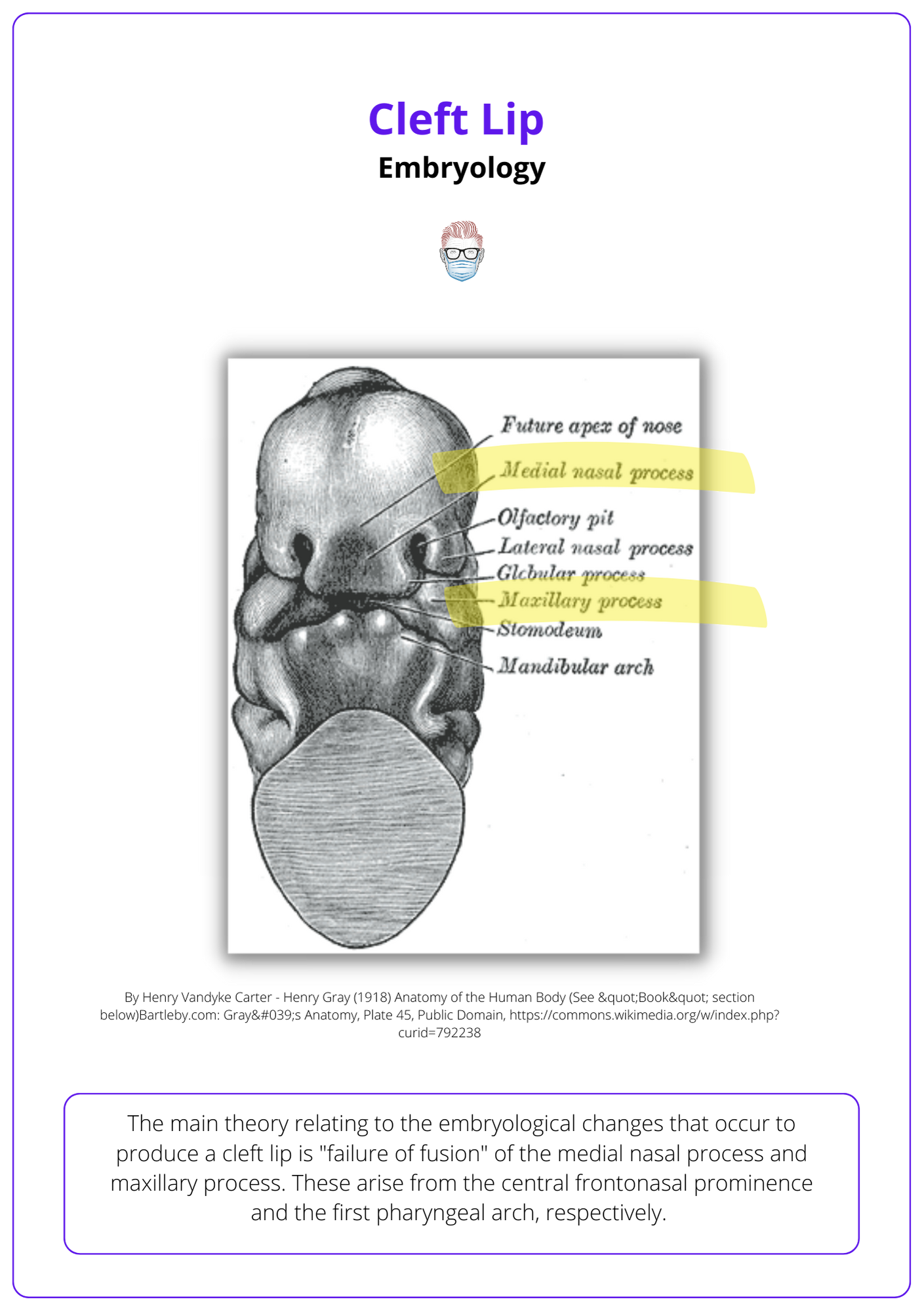 Cleft lip embryology