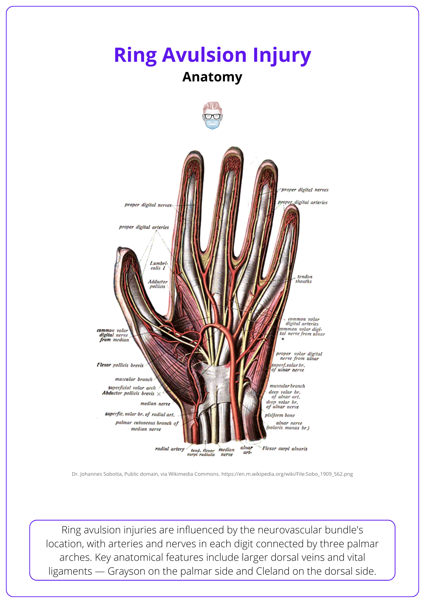 Digital arteries, digital nerves, hand anatomy