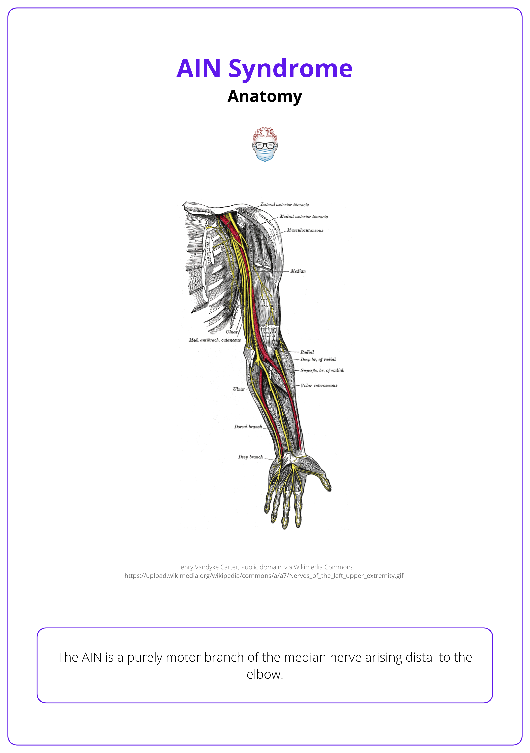 AIN as a branch of the median nerve