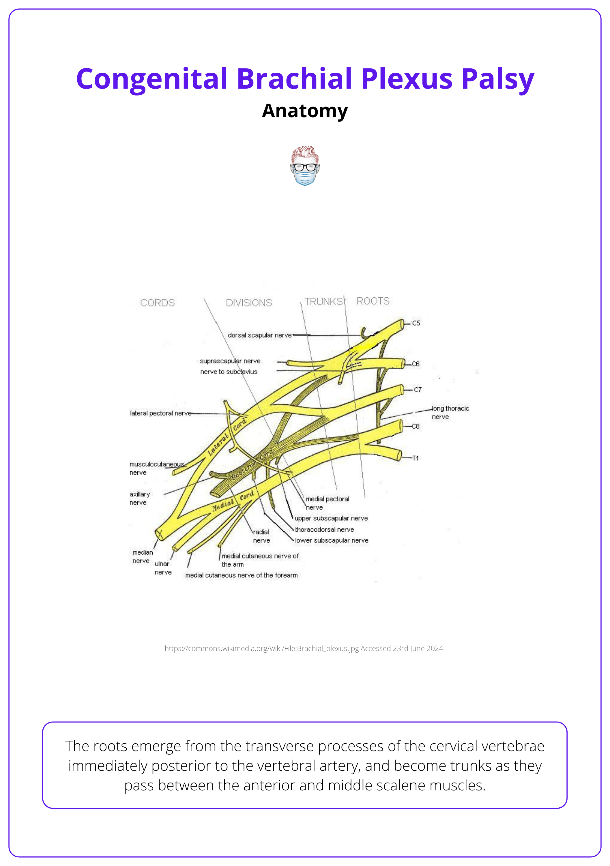 Anatomy of the brachial plexus, Congenital brachial plexus palsy