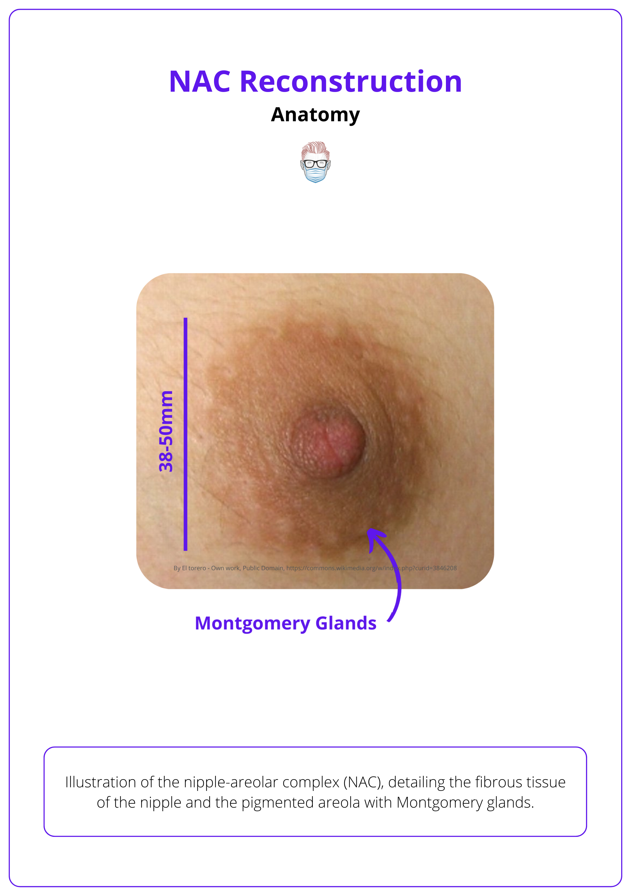 Anatomical illustration of the nipple-areolar complex (NAC), detailing the dense fibrous tissue of the nipple, the pigmented areola with Montgomery glands, and their critical neurovascular components essential for successful reconstruction.