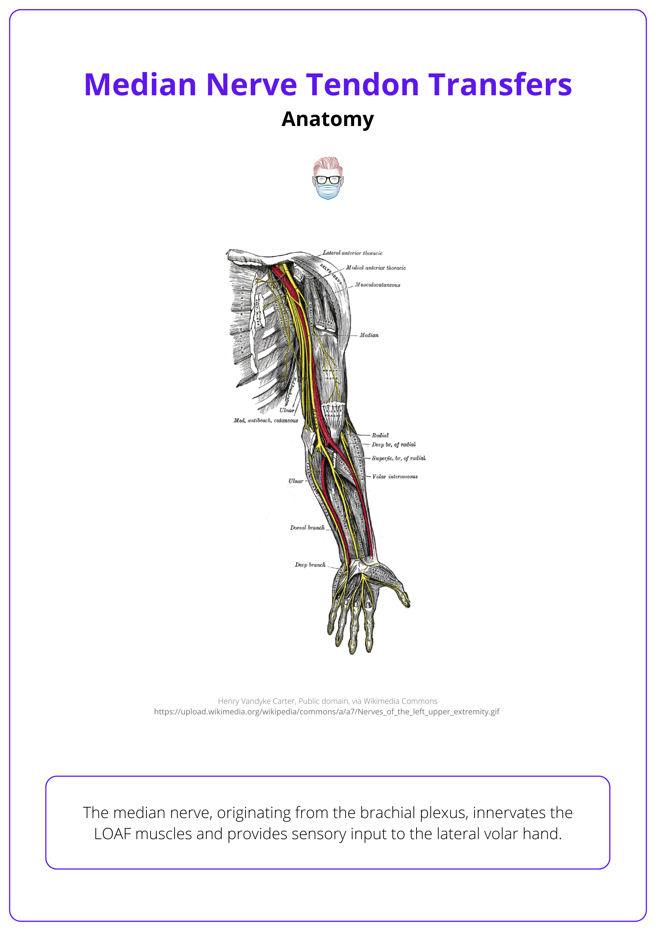 The anatomy of the median nerve, The median nerve, originating from the brachial plexus, innervates the LOAF muscles and provides sensory input to the lateral volar hand.