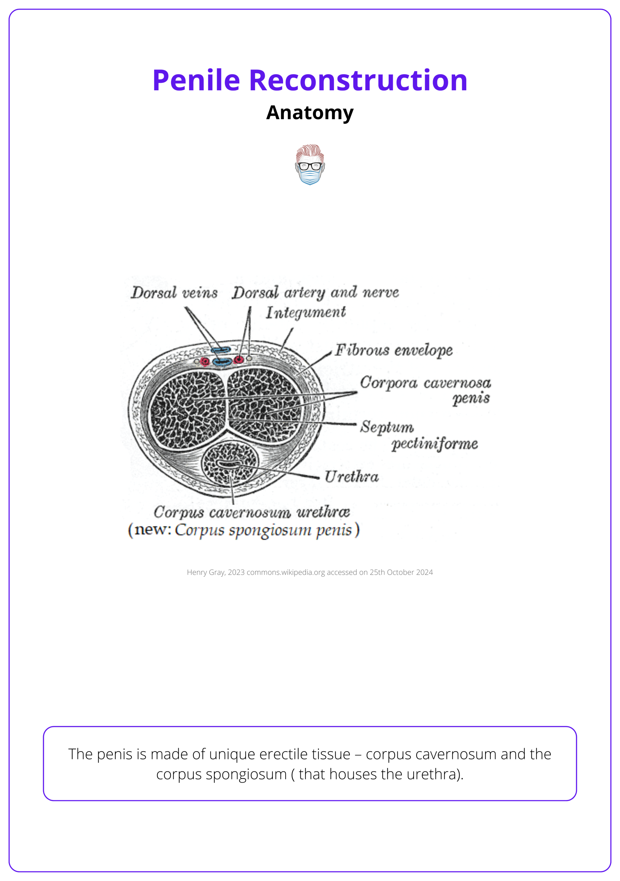 Cross-section anatomy of the penis, penile reconstruction