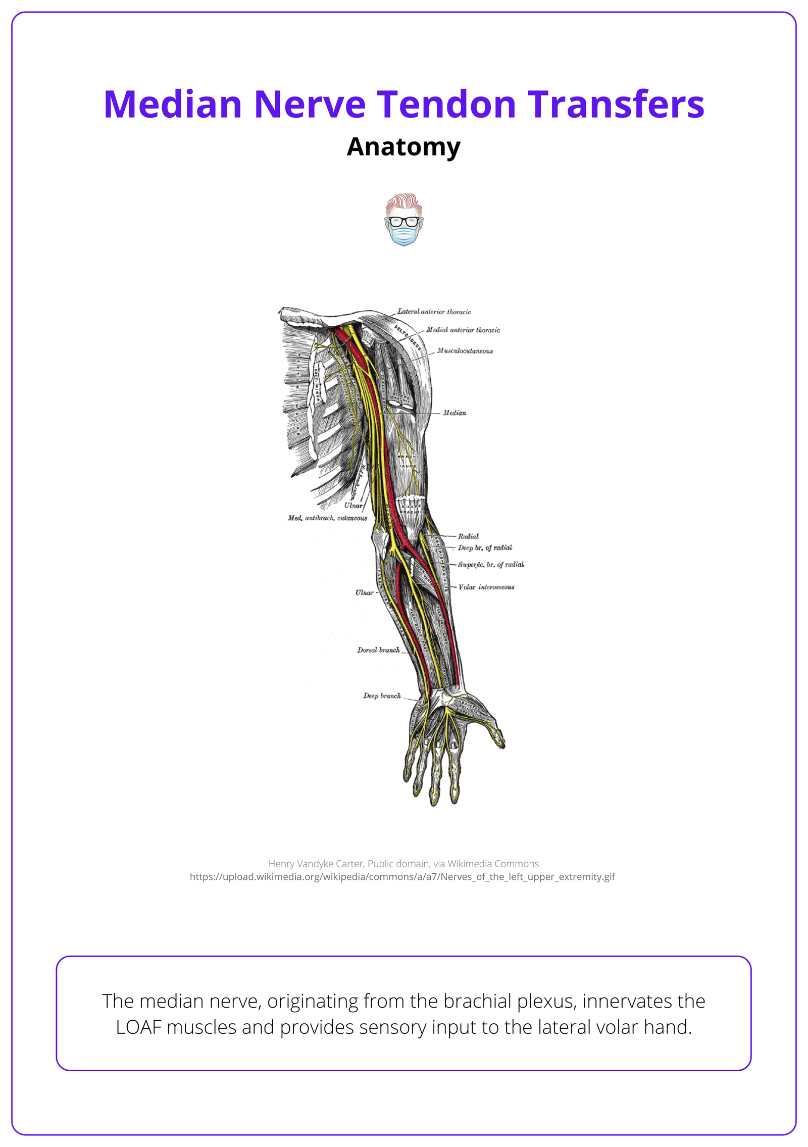 The anatomy of the median nerve