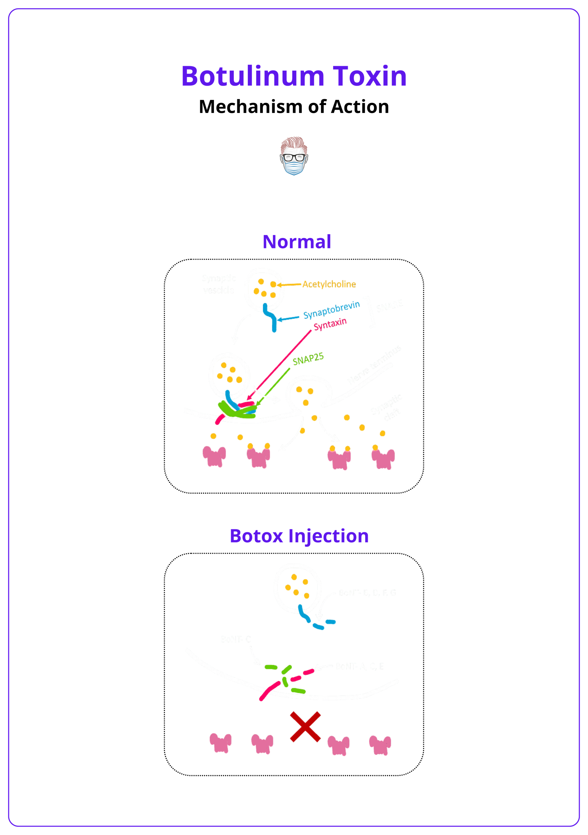 Mechanism of action of Botox