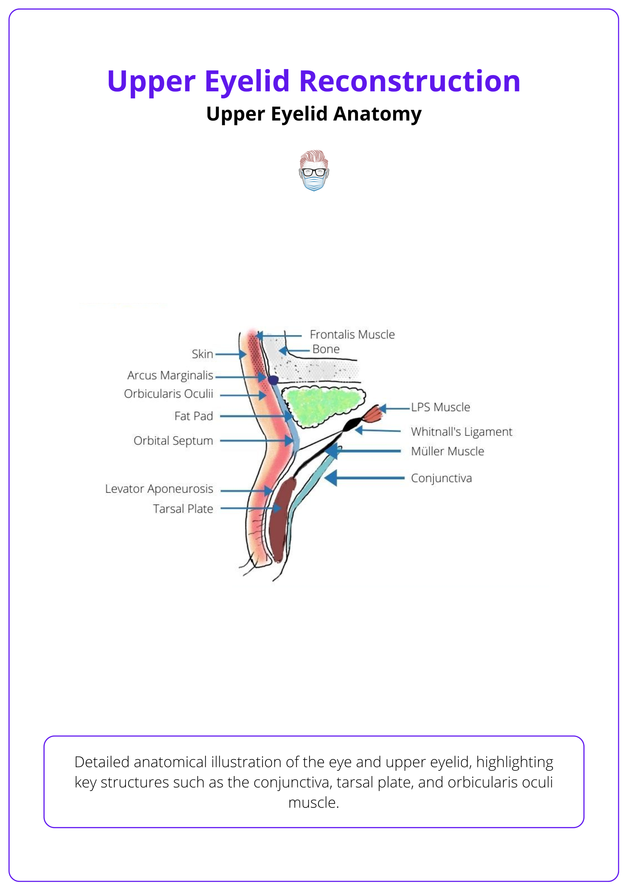 Anatomy of the upper eyelid