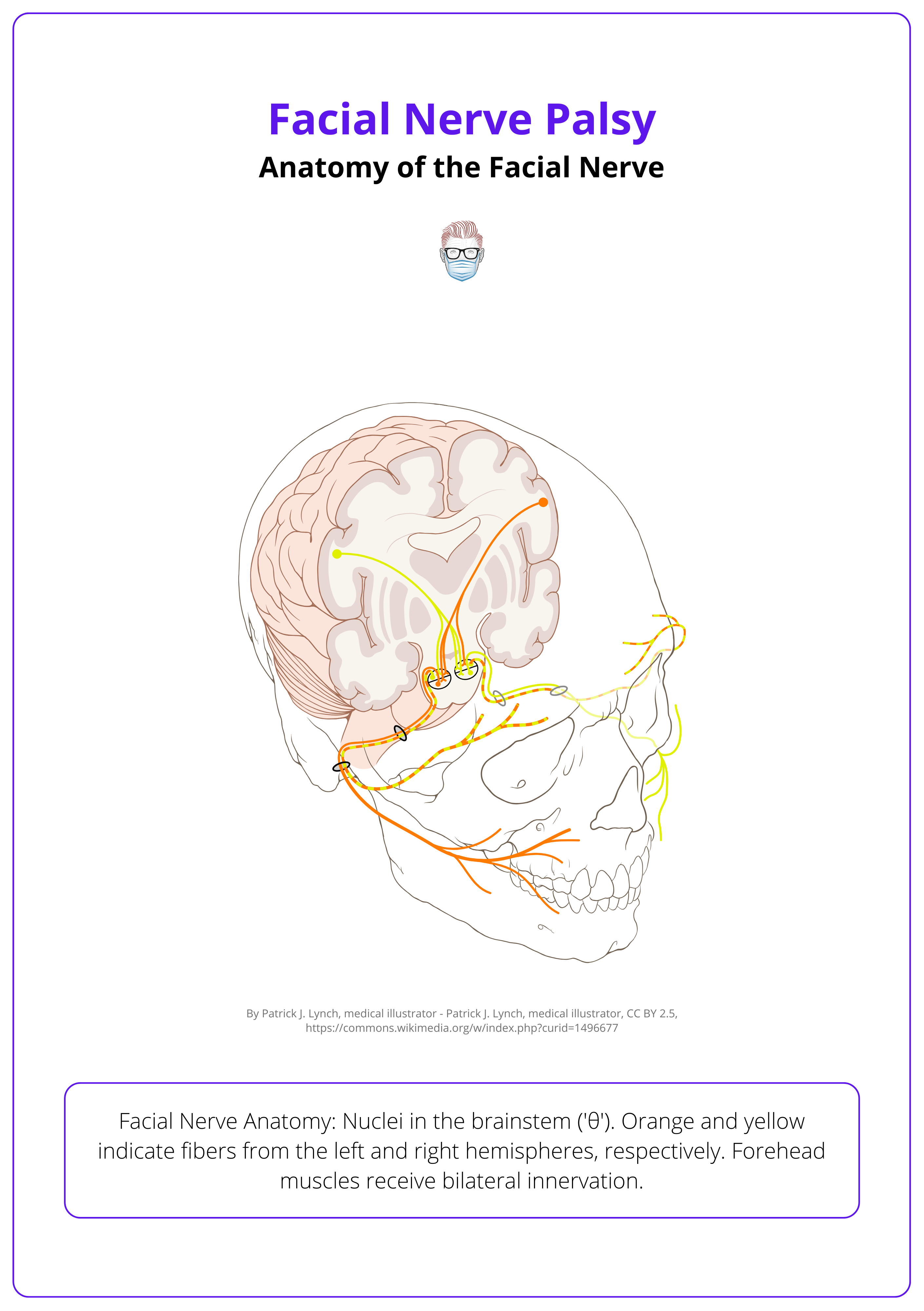 Facial nerve anatomy