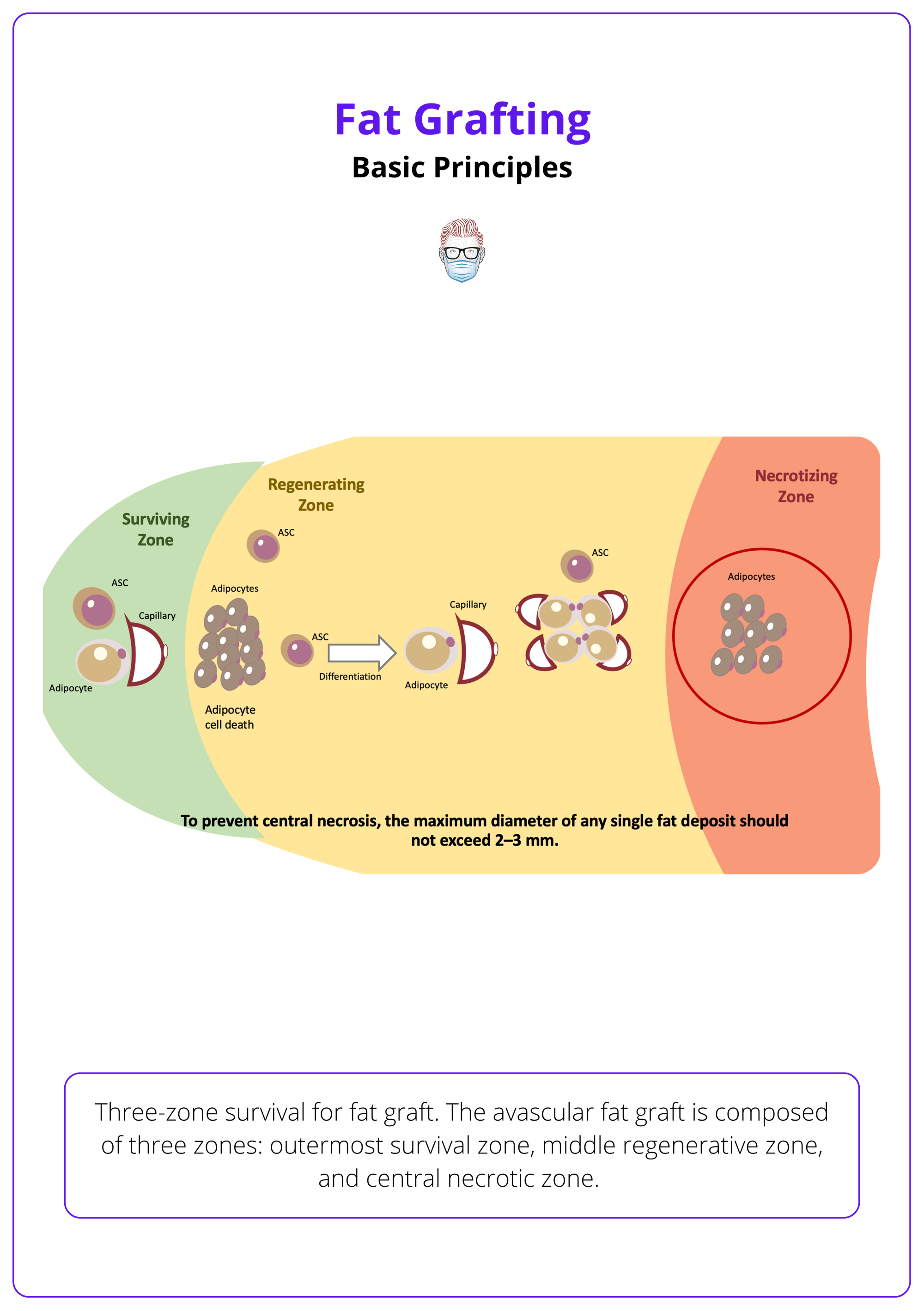 3 zones of perfusion for grafted adipose tissue