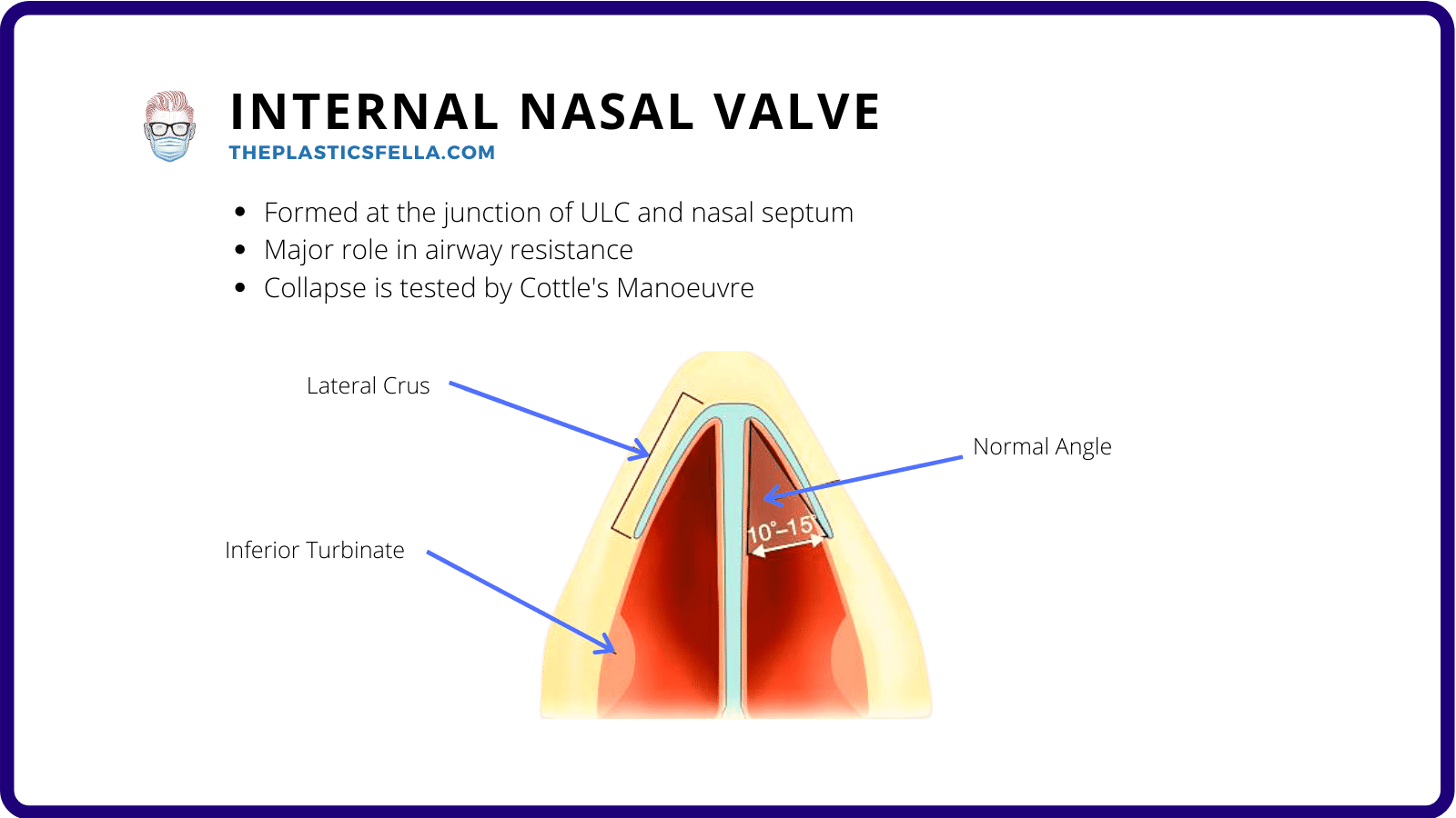 nose-cartilage-anatomy