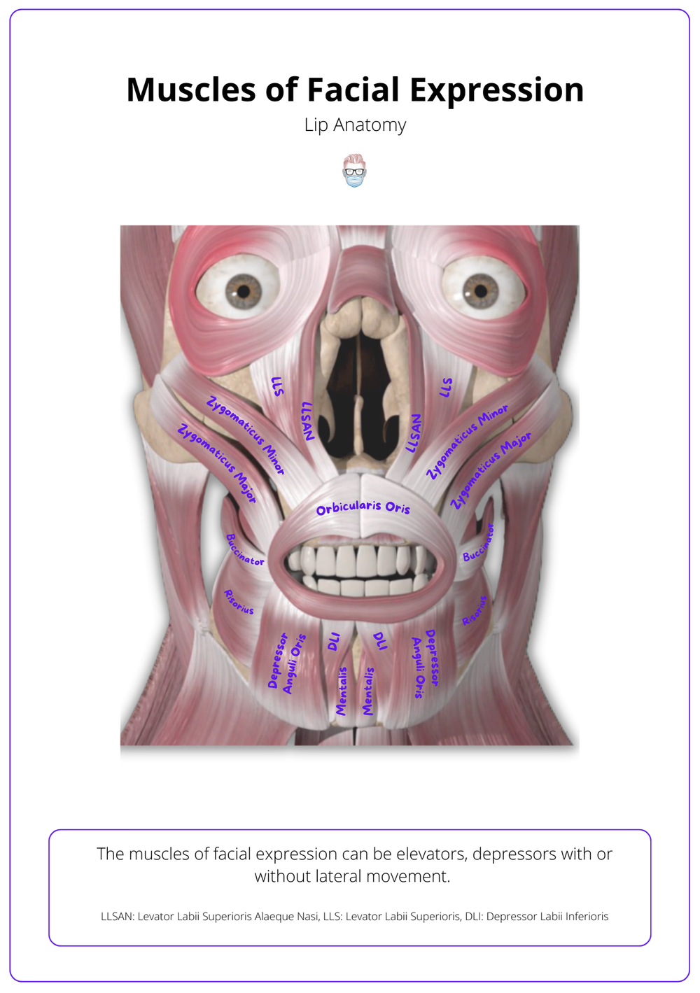 Anatomy Of The Lip • Muscles Nerves Arteries Function 2977