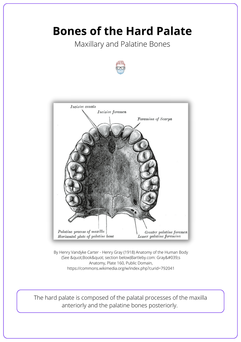 anatomy-of-hard-soft-palate-bones-muscle-artery-and-nerves