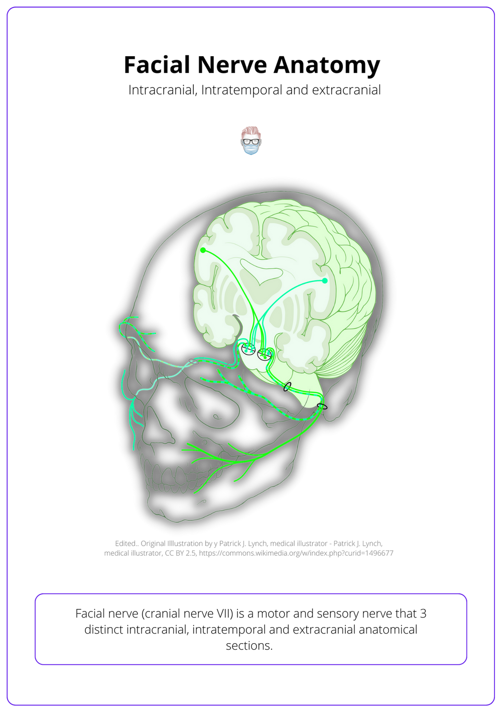 facial-nerve-anatomy-course-branches-variations