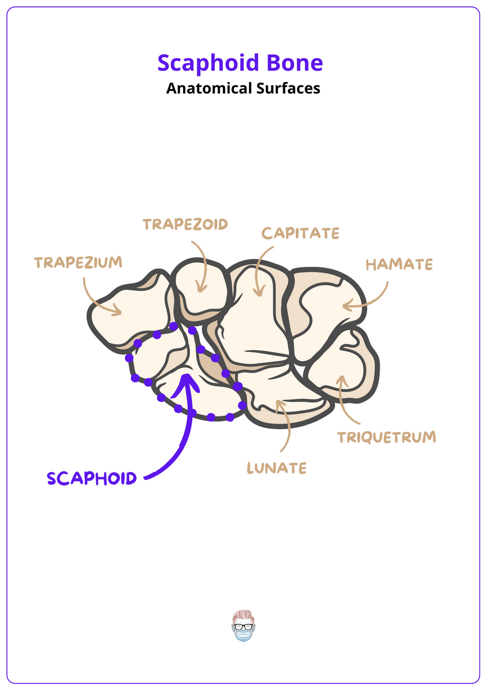 scaphoid-anatomy-clinical-radiological-surgical