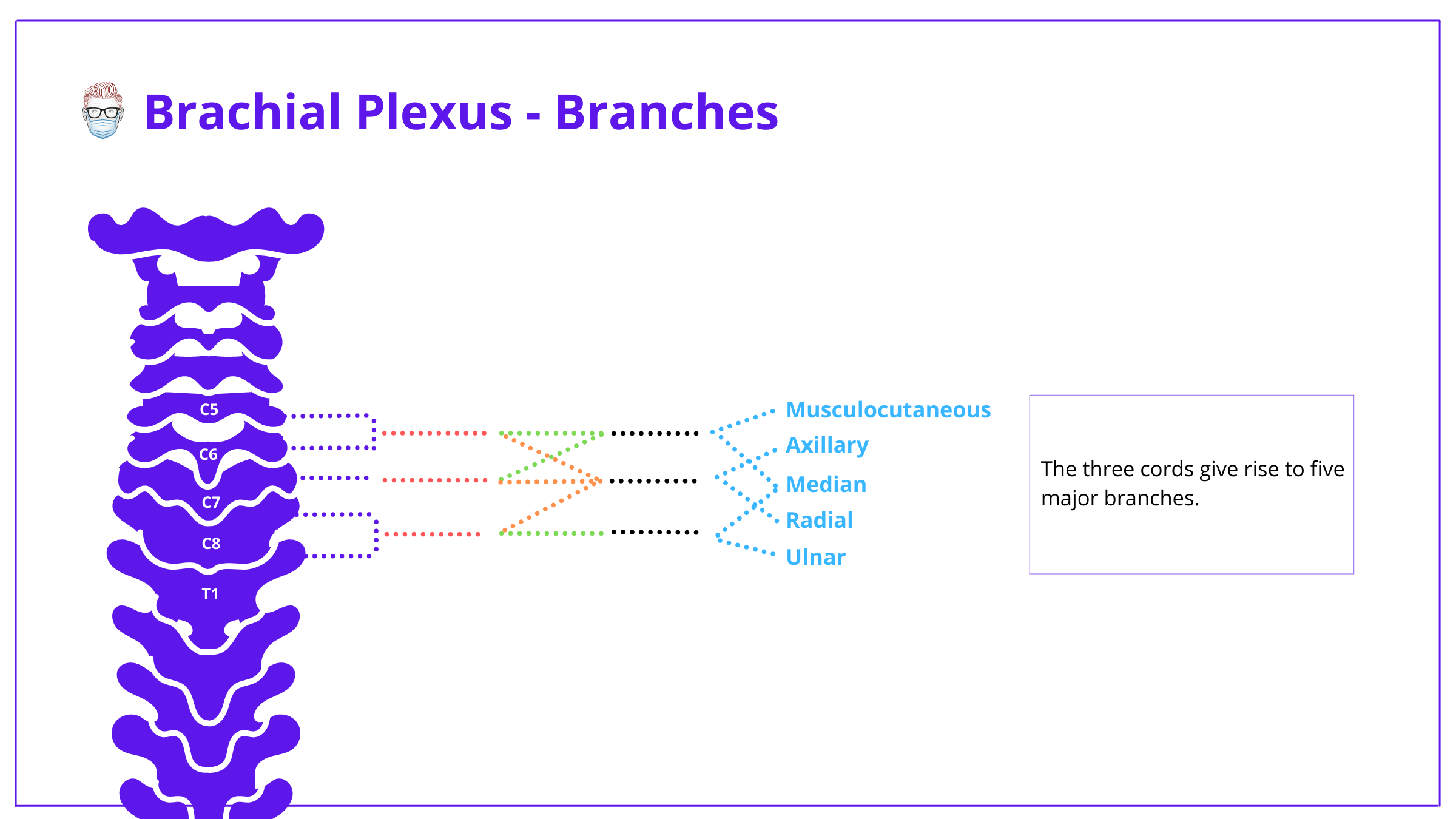 Brachial Plexus Anatomy: Roots, Trunks, Divisions, Cords & Branches