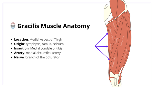 Gracilis Flap - Anatomy, Technique, Indications