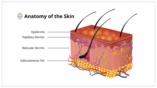 Anatomy of the Skin