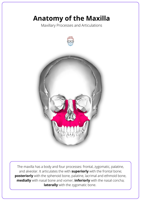 Maxillary Reconstruction Anatomy Algorithms Classifications