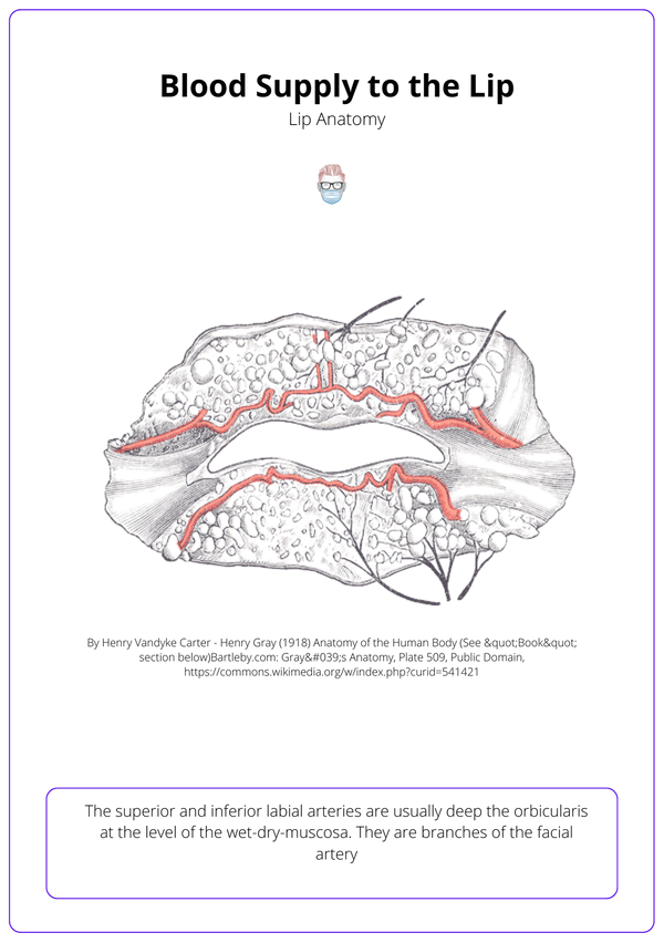 Anatomy Of The Lip • Muscles Nerves Arteries Function